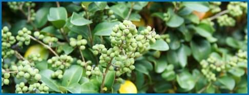 Guggul Extract