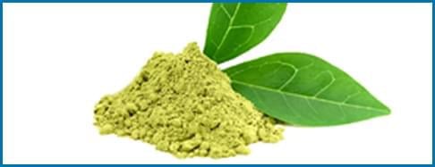 Gymnema Sylvestre